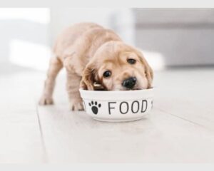 10 Ways to Improve Your Dog's Digestion & Gut Health