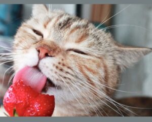 Top 10 Best Healthiest Human Foods That Cats Can Eat Healthiest Human Foods That Cats Can Eat