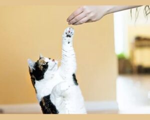 Top 10 Best Healthiest Human Foods That Cats Can Eat Healthiest Human Foods That Cats Can Eat