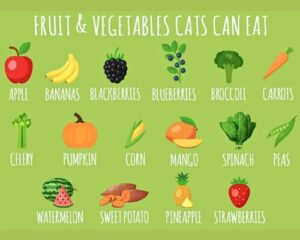 Top 10 Best Healthiest Human Foods That Cats Can Eat Human Foods That Cats Can Eat