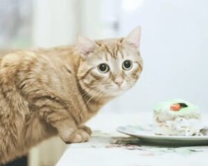 Top 10 Best Healthiest Human Foods That Cats Can Eat Human Foods That Cats Can Eat