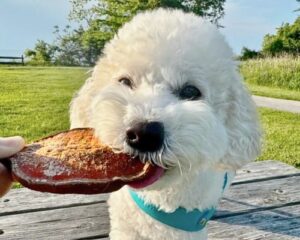 Improve Your Dog's Digestion