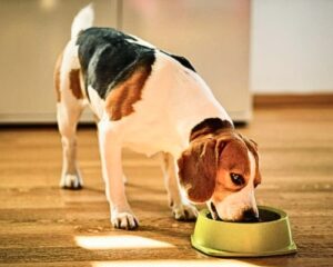 Improve Your Dog's Digestion & Gut Health