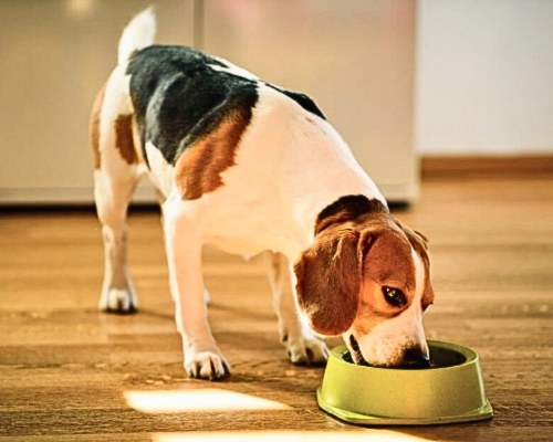Improve Your Dog's Digestion & Gut Health