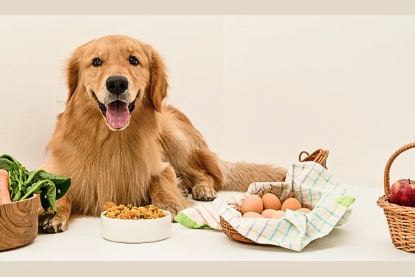 Improve Your Dog's Digestion & Gut Health