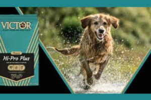 Pedigree Dog Food is 1 of the Top 10 Choices for Dog Lovers Pedigree Dog Food